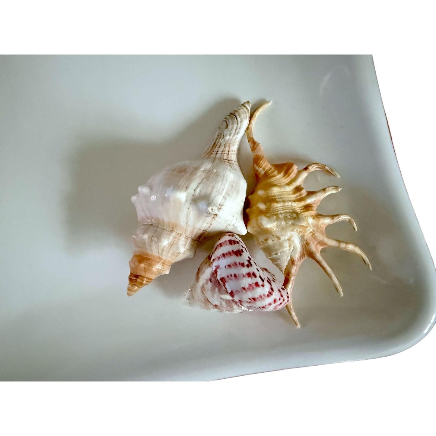 Dansk Portugal Square Ceramic Platter With Real Shells Attached - Coastal Decor